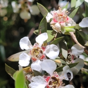 Leptospermum lanigerum at Cotter River, ACT - 23 Jan 2022 12:11 PM