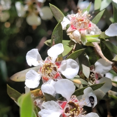 Leptospermum lanigerum (Woolly Teatree) at Cotter River, ACT - 23 Jan 2022 by trevorpreston