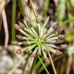 Oreomyrrhis eriopoda (Australian Carraway) at Cotter River, ACT - 23 Jan 2022 by tpreston