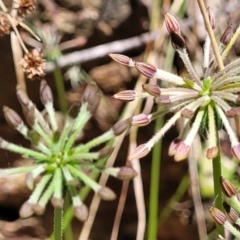 Oreomyrrhis eriopoda at Cotter River, ACT - 23 Jan 2022