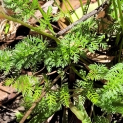 Oreomyrrhis eriopoda at Cotter River, ACT - 23 Jan 2022