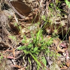 Oreomyrrhis eriopoda at Cotter River, ACT - 23 Jan 2022