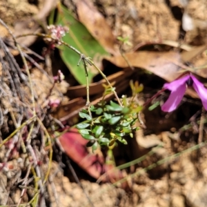 Tetratheca bauerifolia at Cotter River, ACT - 23 Jan 2022