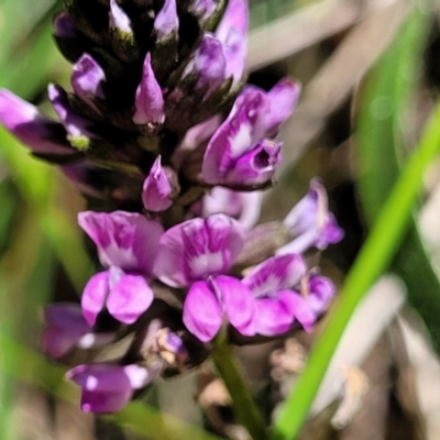 Cullen microcephalum (Dusky Scurf-pea) at Cotter River, ACT - 23 Jan 2022 by tpreston