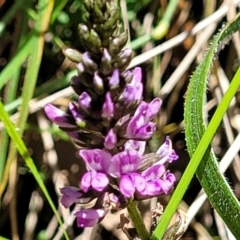 Cullen microcephalum at Cotter River, ACT - 23 Jan 2022