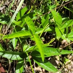 Cullen microcephalum at Cotter River, ACT - 23 Jan 2022 12:02 PM