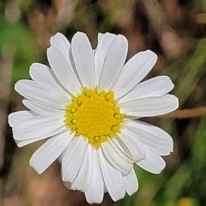 Brachyscome aculeata at Cotter River, ACT - 23 Jan 2022