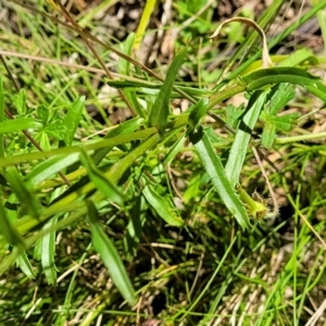 Brachyscome aculeata at Cotter River, ACT - 23 Jan 2022