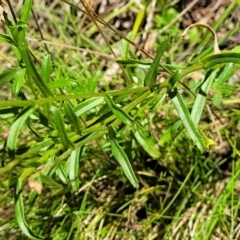 Brachyscome aculeata at Cotter River, ACT - 23 Jan 2022 12:01 PM