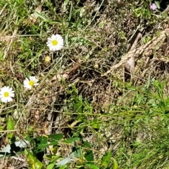 Brachyscome aculeata at Cotter River, ACT - 23 Jan 2022