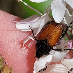 Phyllotocus kingii at Cotter River, ACT - 23 Jan 2022