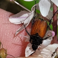 Phyllotocus kingii at Cotter River, ACT - 23 Jan 2022