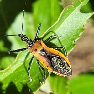 Gminatus australis at Cotter River, ACT - 23 Jan 2022 11:59 AM