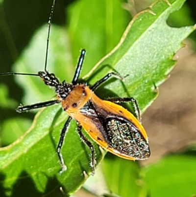 Gminatus australis (Orange assassin bug) at Cotter River, ACT - 23 Jan 2022 by tpreston