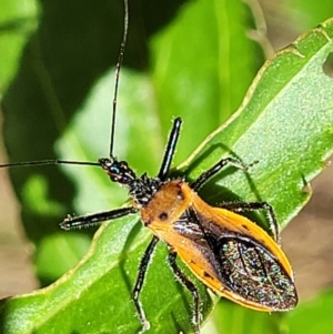 Gminatus australis at Cotter River, ACT - 23 Jan 2022 11:59 AM