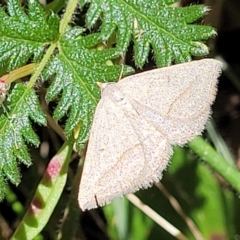 Taxeotis endela (Looper or geometer moth) - 1 Jan 1900 by trevorpreston