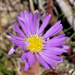 Brachyscome spathulata at Cotter River, ACT - 23 Jan 2022