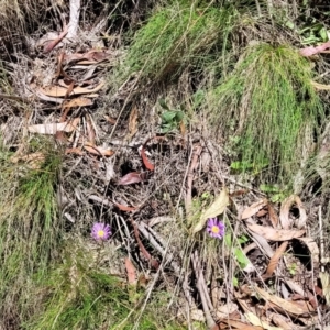 Brachyscome spathulata at Cotter River, ACT - 23 Jan 2022