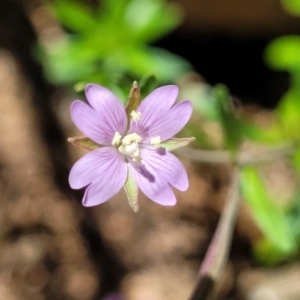 Epilobium billardiereanum subsp. cinereum at Cotter River, ACT - 23 Jan 2022 11:58 AM