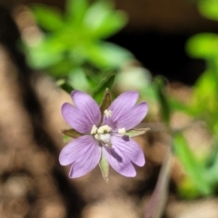 Epilobium billardiereanum subsp. cinereum at Cotter River, ACT - 23 Jan 2022 11:58 AM