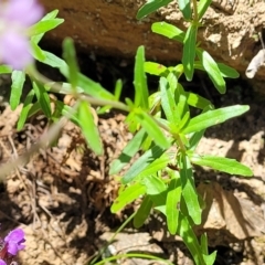 Epilobium billardiereanum subsp. cinereum at Cotter River, ACT - 23 Jan 2022 11:58 AM