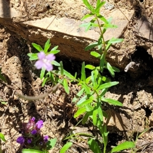 Epilobium billardiereanum subsp. cinereum at Cotter River, ACT - 23 Jan 2022