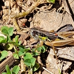Praxibulus sp. (genus) (A grasshopper) at Cotter River, ACT - 23 Jan 2022 by tpreston