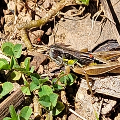 Praxibulus sp. (genus) (A grasshopper) at Cotter River, ACT - 23 Jan 2022 by trevorpreston