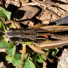 Praxibulus sp. (genus) at Cotter River, ACT - 23 Jan 2022