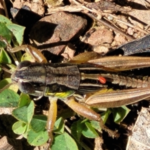 Praxibulus sp. (genus) at Cotter River, ACT - 23 Jan 2022 11:56 AM