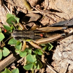 Praxibulus sp. (genus) at Cotter River, ACT - 23 Jan 2022 11:56 AM