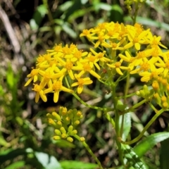 Senecio linearifolius var. latifolius at Cotter River, ACT - 23 Jan 2022 by tpreston