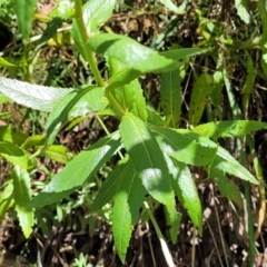 Senecio linearifolius var. latifolius at Cotter River, ACT - 23 Jan 2022