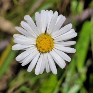 Brachyscome aculeata at Cotter River, ACT - 23 Jan 2022