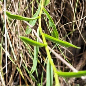 Brachyscome aculeata at Cotter River, ACT - 23 Jan 2022 11:52 AM