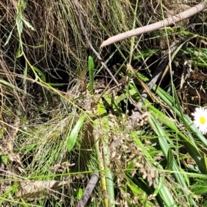 Brachyscome aculeata at Cotter River, ACT - 23 Jan 2022