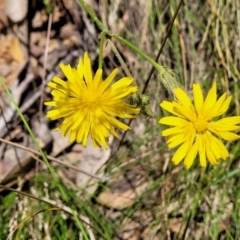 Picris angustifolia at Cotter River, ACT - 23 Jan 2022