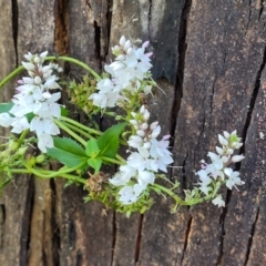 Veronica derwentiana at Cotter River, ACT - 23 Jan 2022