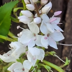 Veronica derwentiana at Cotter River, ACT - 23 Jan 2022