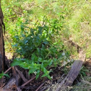 Veronica derwentiana at Cotter River, ACT - 23 Jan 2022