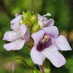 Euphrasia collina subsp. paludosa at Cotter River, ACT - 23 Jan 2022 11:48 AM