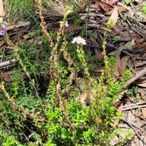 Euphrasia collina subsp. paludosa at Cotter River, ACT - 23 Jan 2022 11:48 AM