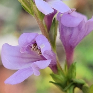 Euphrasia collina subsp. paludosa at Cotter River, ACT - 23 Jan 2022