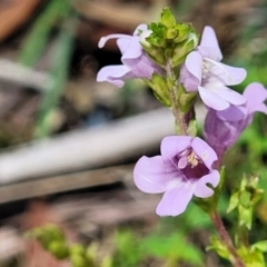 Euphrasia collina subsp. paludosa at Cotter River, ACT - 23 Jan 2022