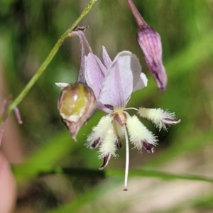 Arthropodium milleflorum at Cotter River, ACT - 23 Jan 2022