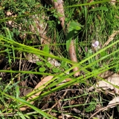 Arthropodium milleflorum at Cotter River, ACT - 23 Jan 2022