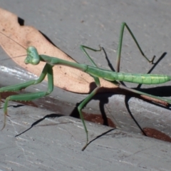 Pseudomantis albofimbriata (False garden mantis) at Cook, ACT - 16 Jan 2022 by drakes