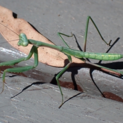 Pseudomantis albofimbriata at Cook, ACT - 16 Jan 2022 by drakes