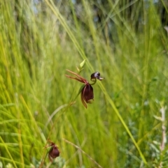 Caleana major (Large Duck Orchid) at Yadboro, NSW - 23 Jan 2022 by WalterEgo