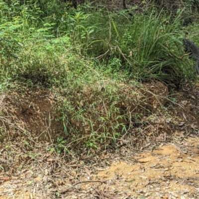 Varanus varius (Lace Monitor) at Yadboro, NSW - 23 Jan 2022 by WalterEgo